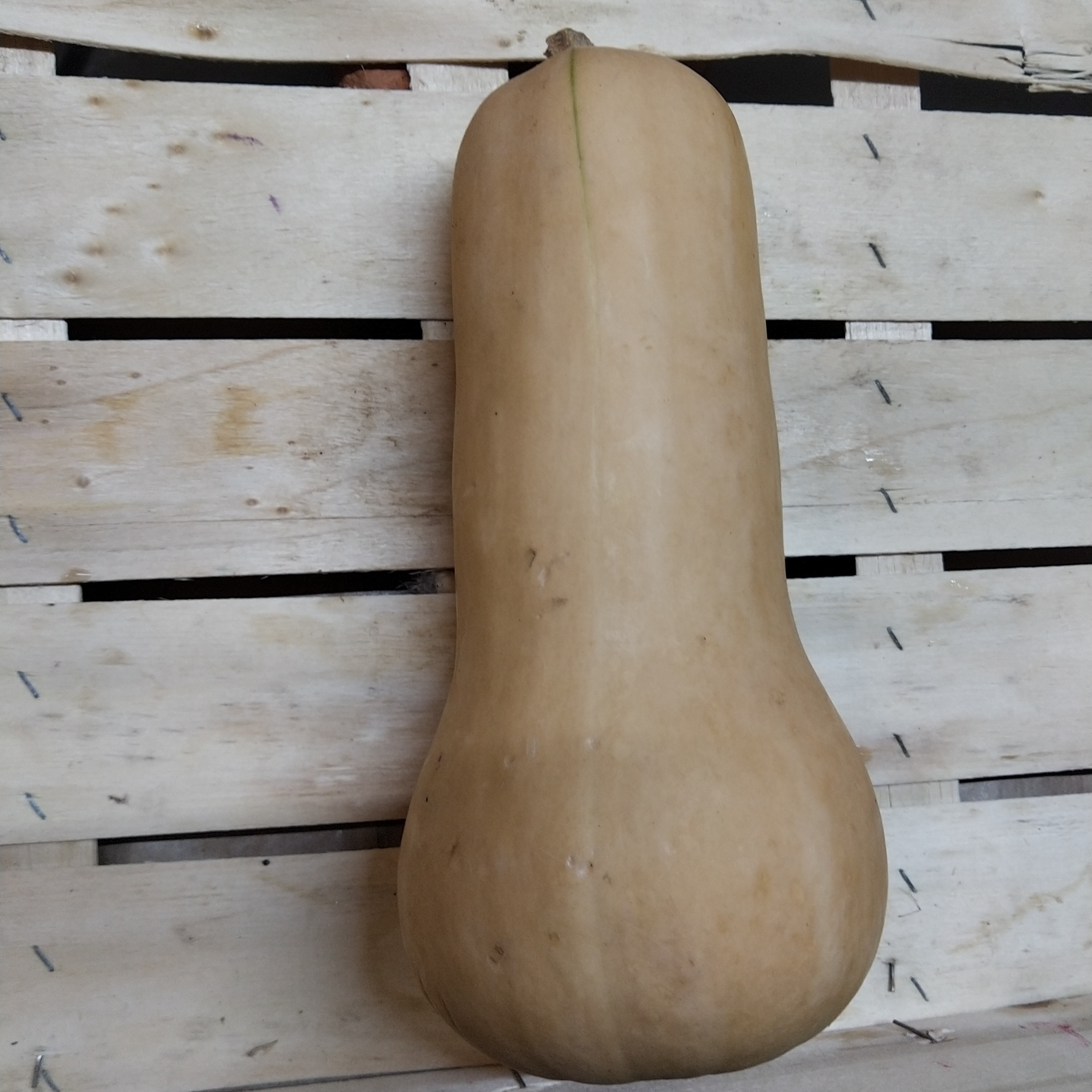 Courge Butternut portion (1kg environ) - 1kg