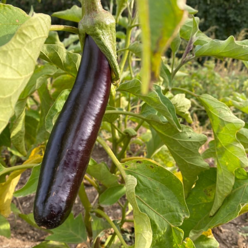 AUBERGINE Melonga Bio