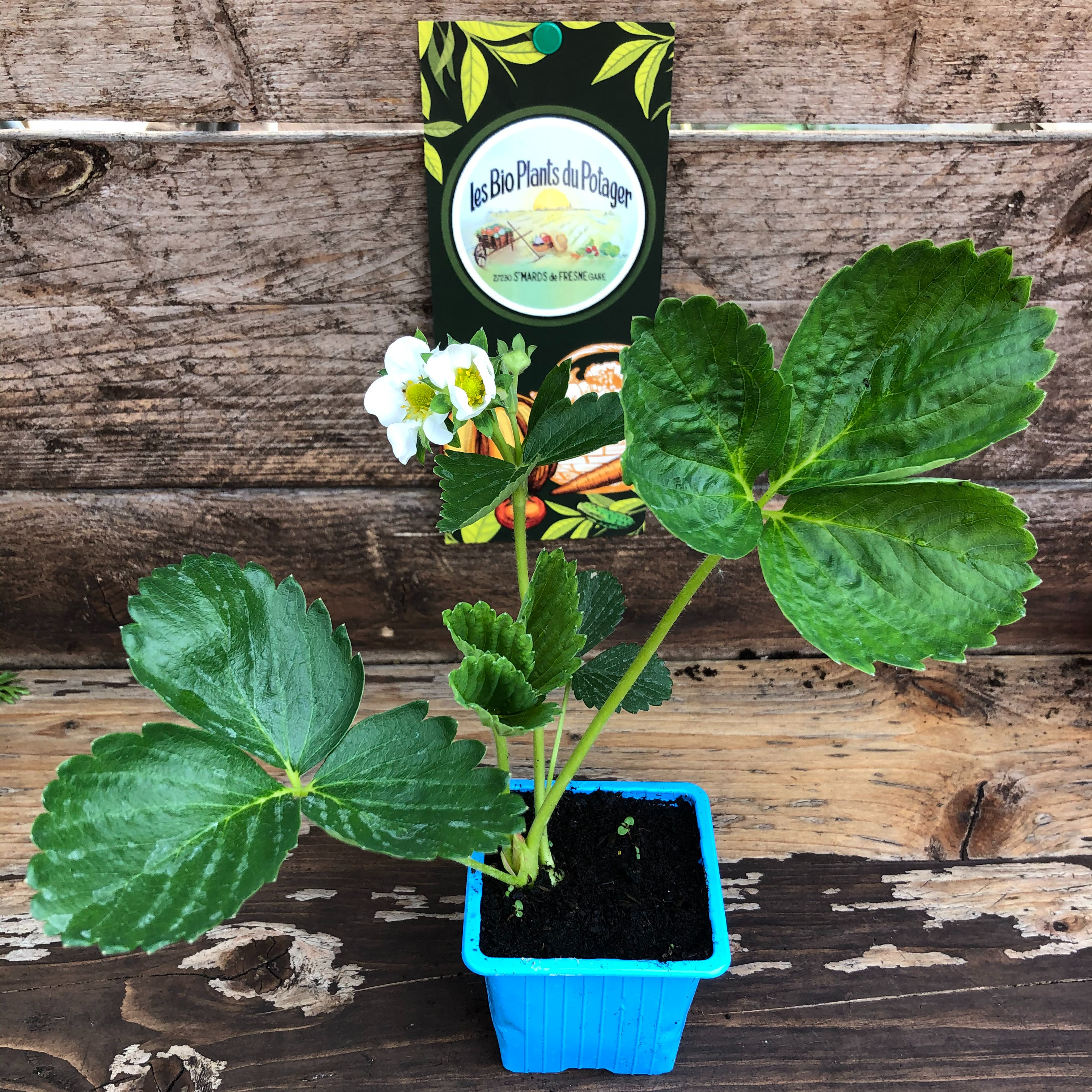 Plant Fraisier remontant Charlotte - 220g