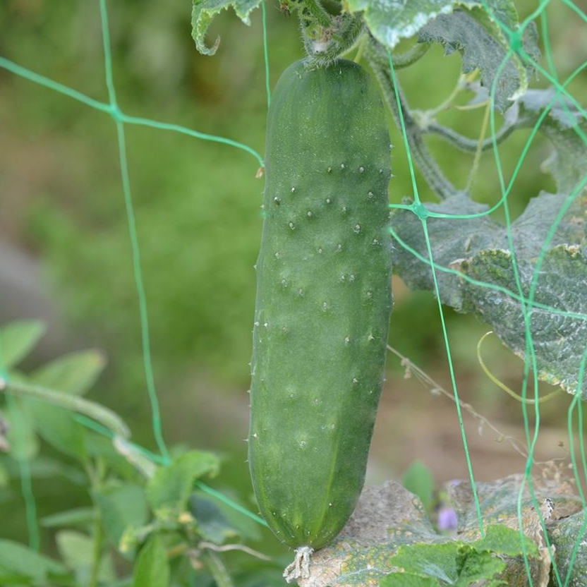 Concombre Le généreux en godet 8 cm