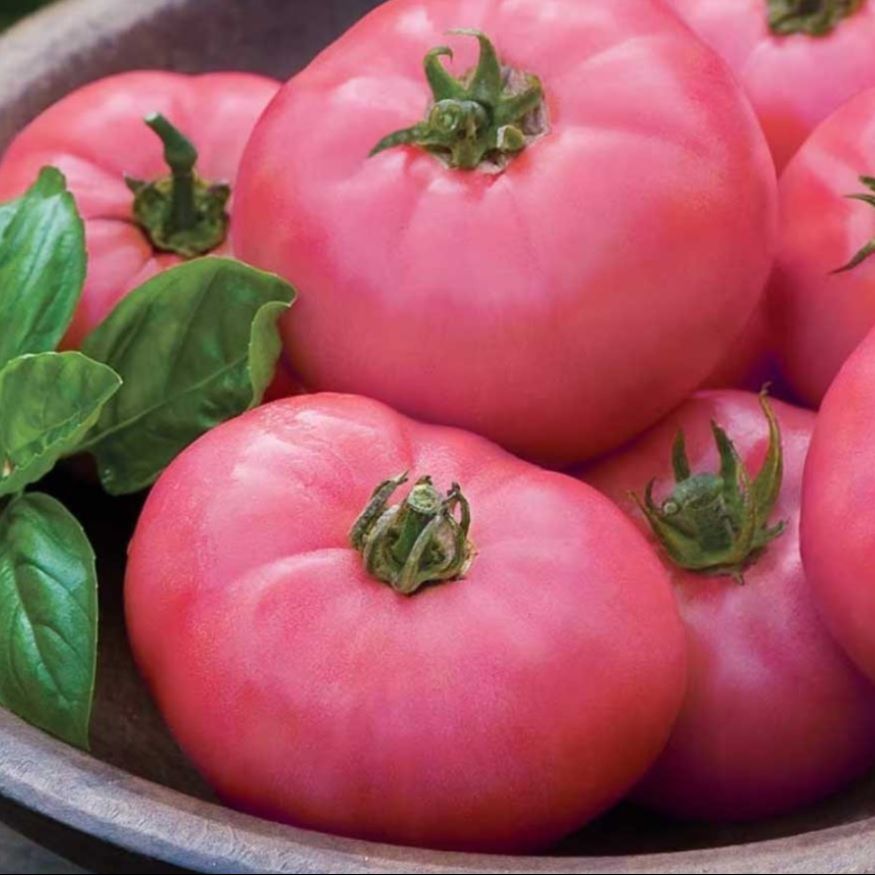 Tomate Rose de Berne