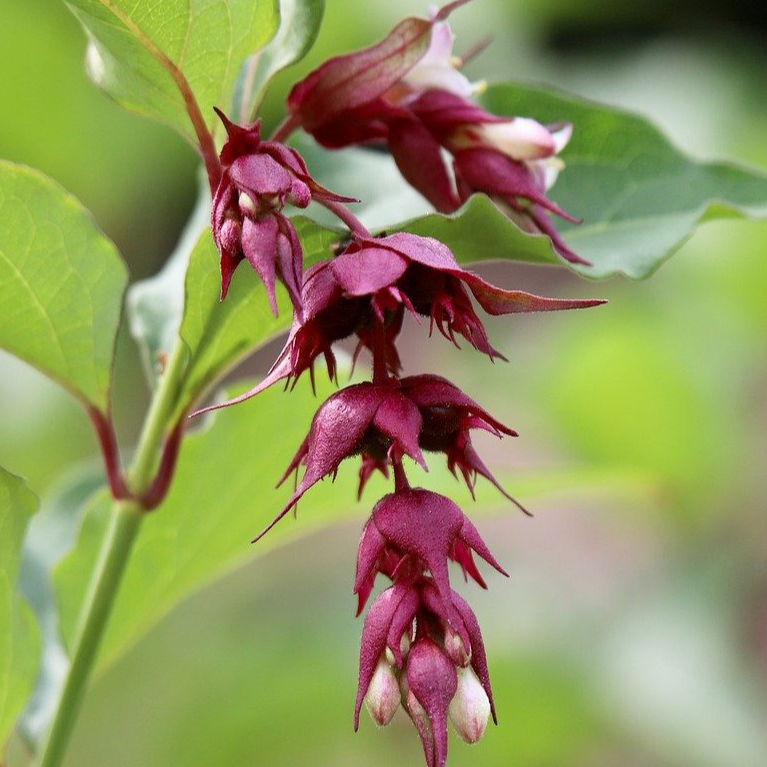 L'arbre aux faisans, Leycesteria formosa - 3l