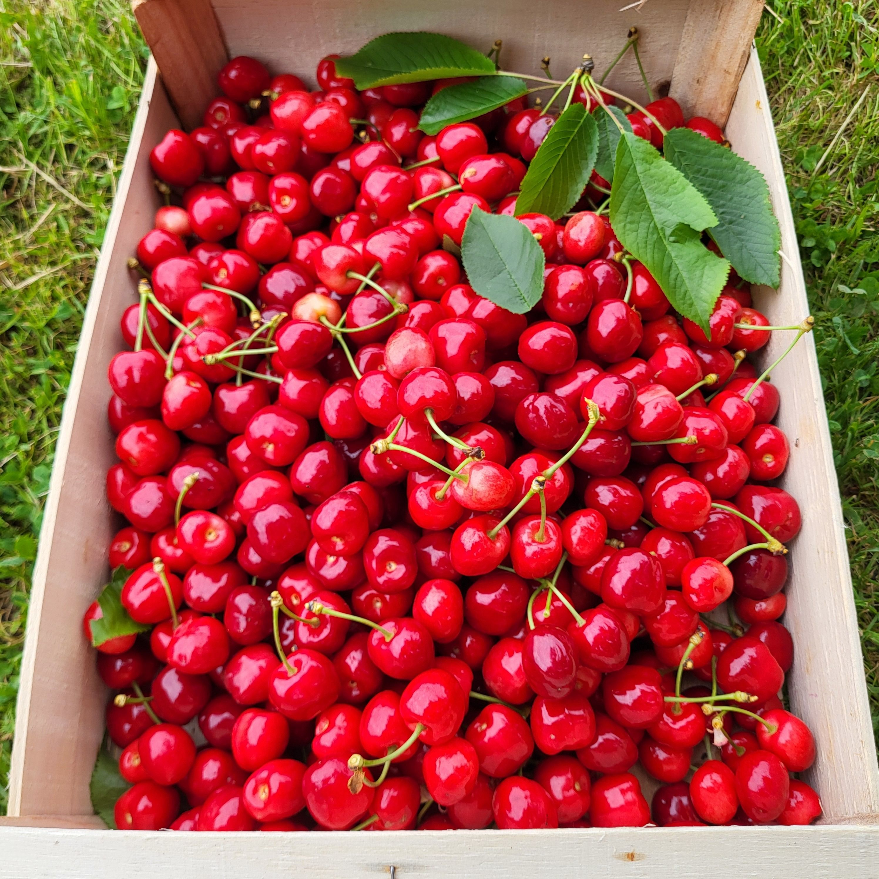 Cerises