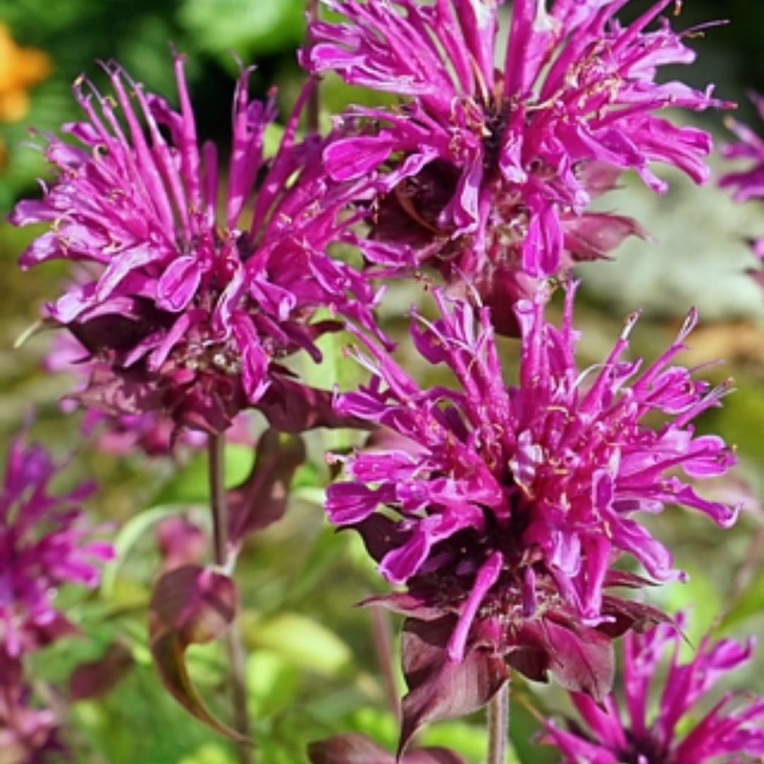 Monarda ‘Prairie Night’
