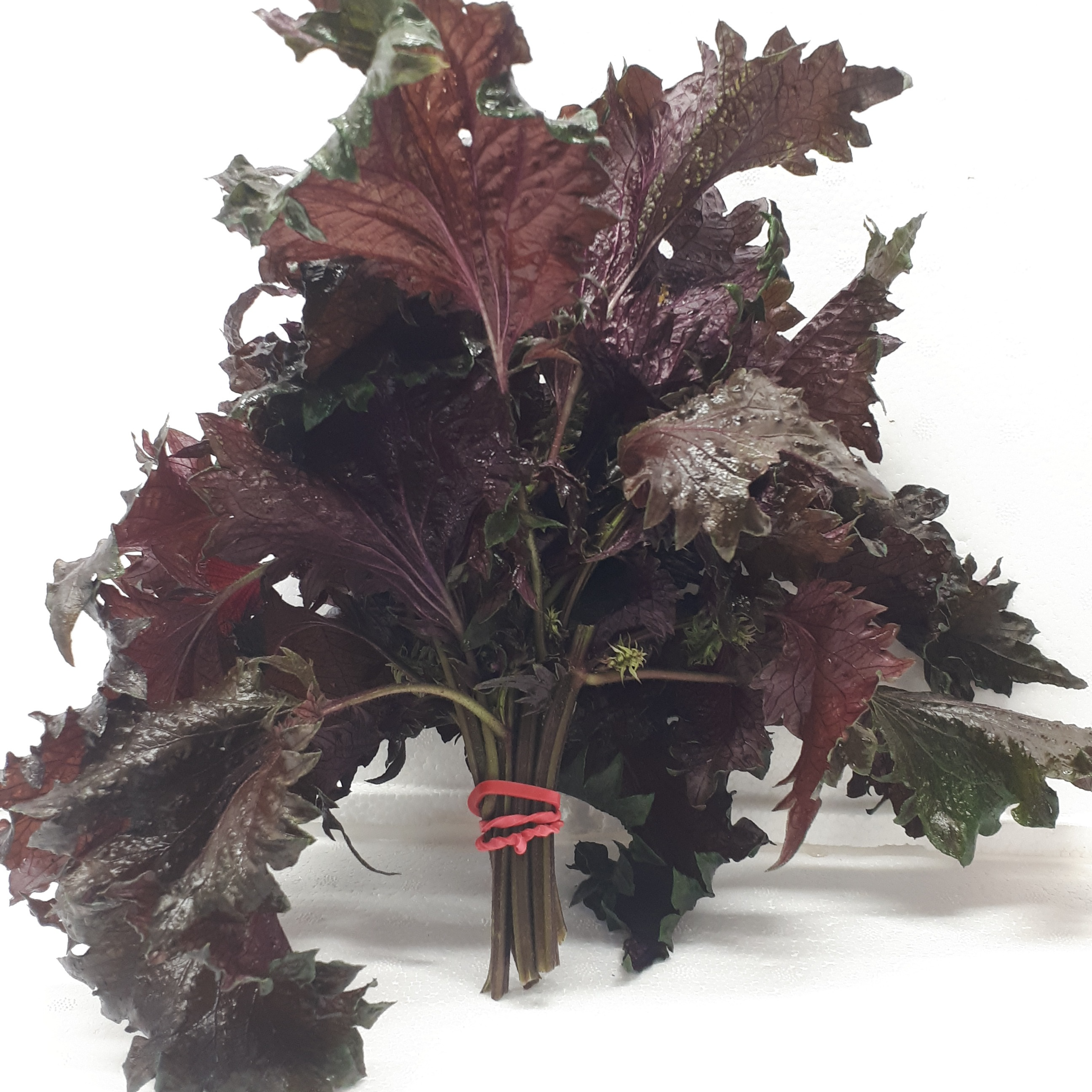 Shiso pourpre (basilic japonais) - Botte - 50g