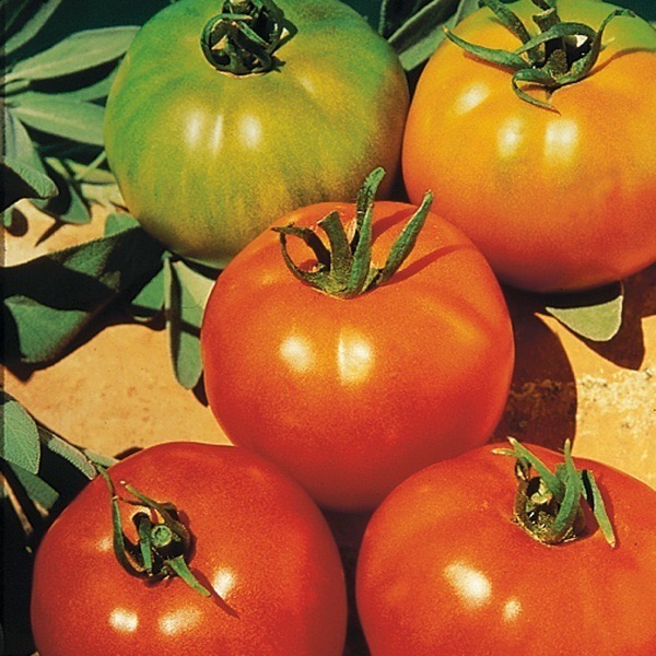 Plant Tomate Fandango - 300g
