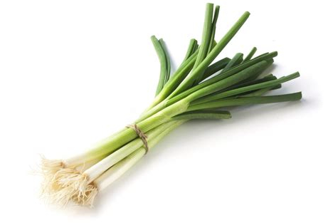 Oignon ciboule