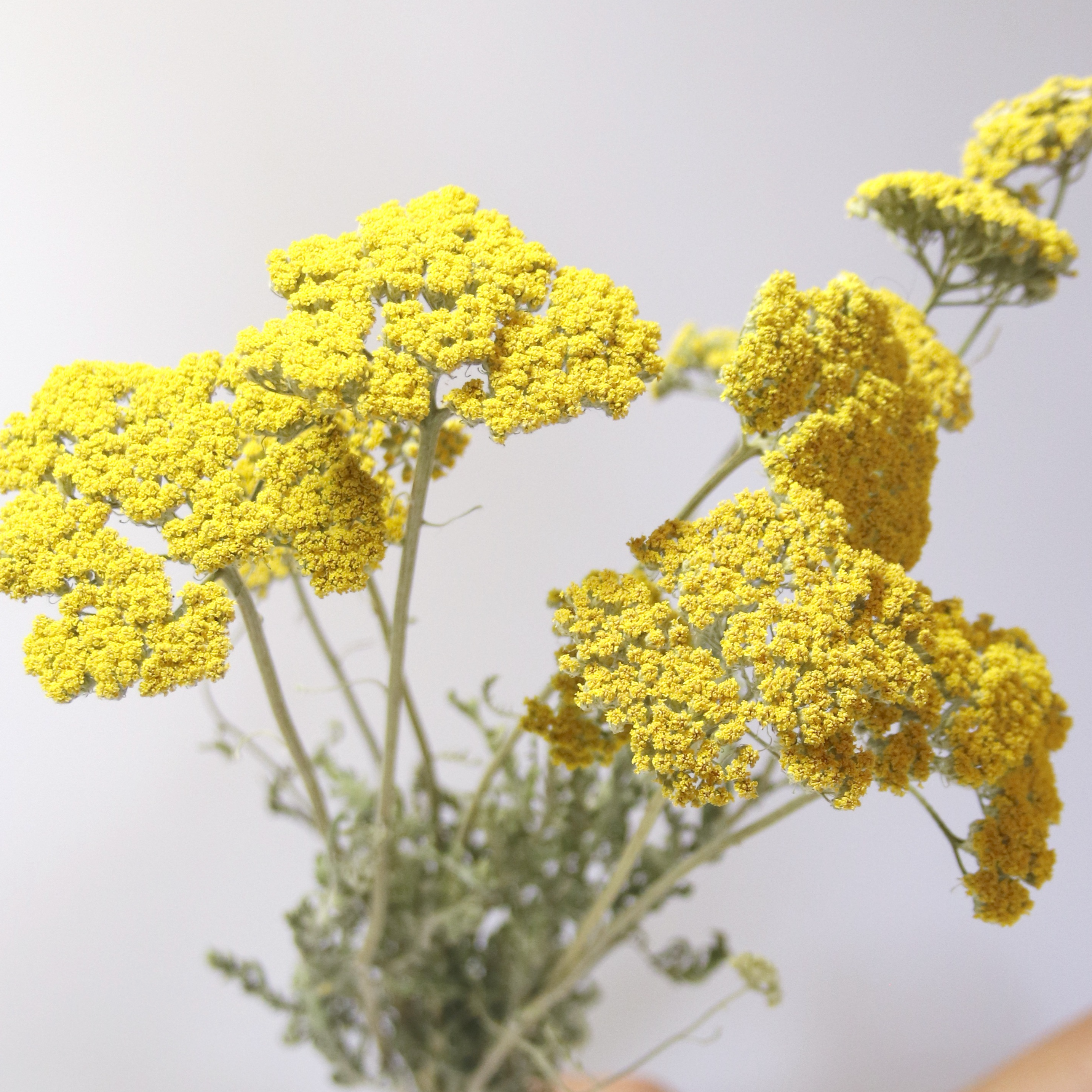 Achillée Jaune séchée