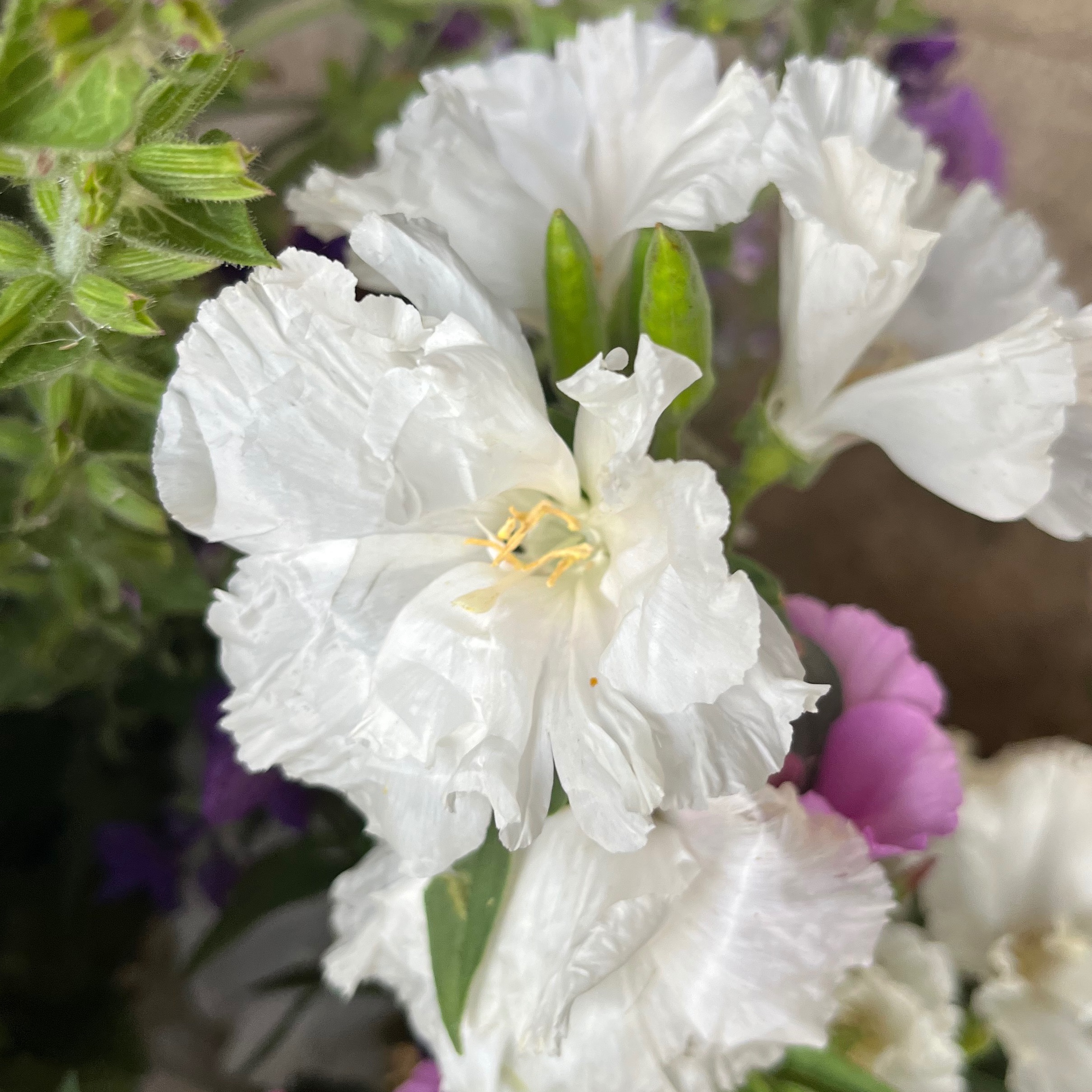 GODETIA Blanc