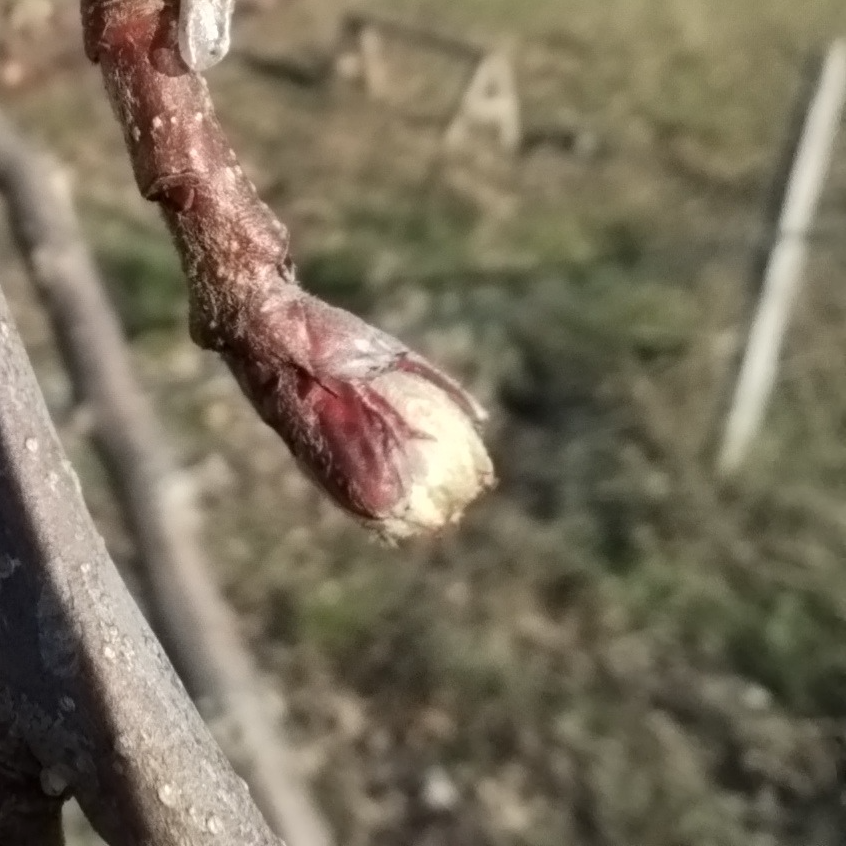 Gemmothérapie Pommier - 30ml