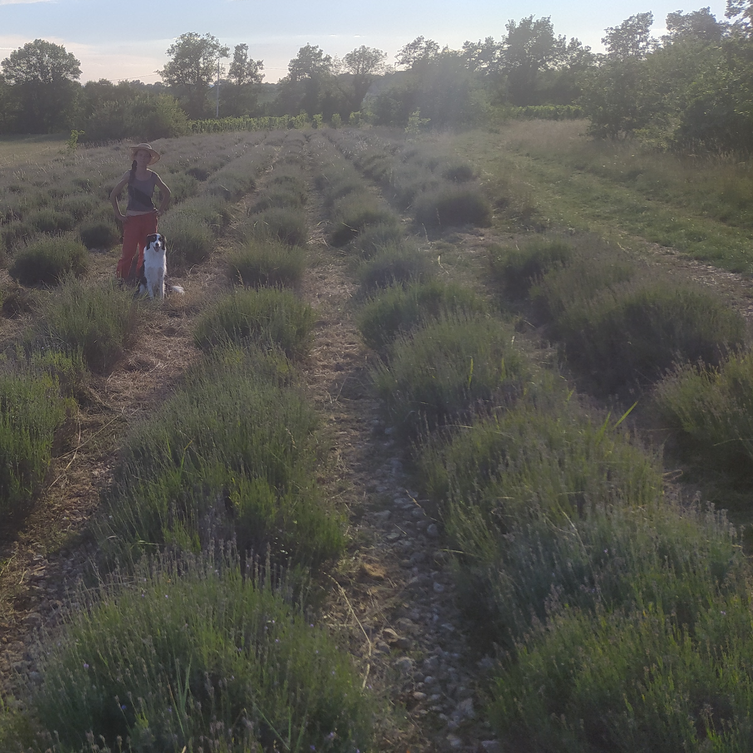 Huile essentielle de Lavande Fine 5ML