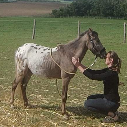 Séance d'équithérapie