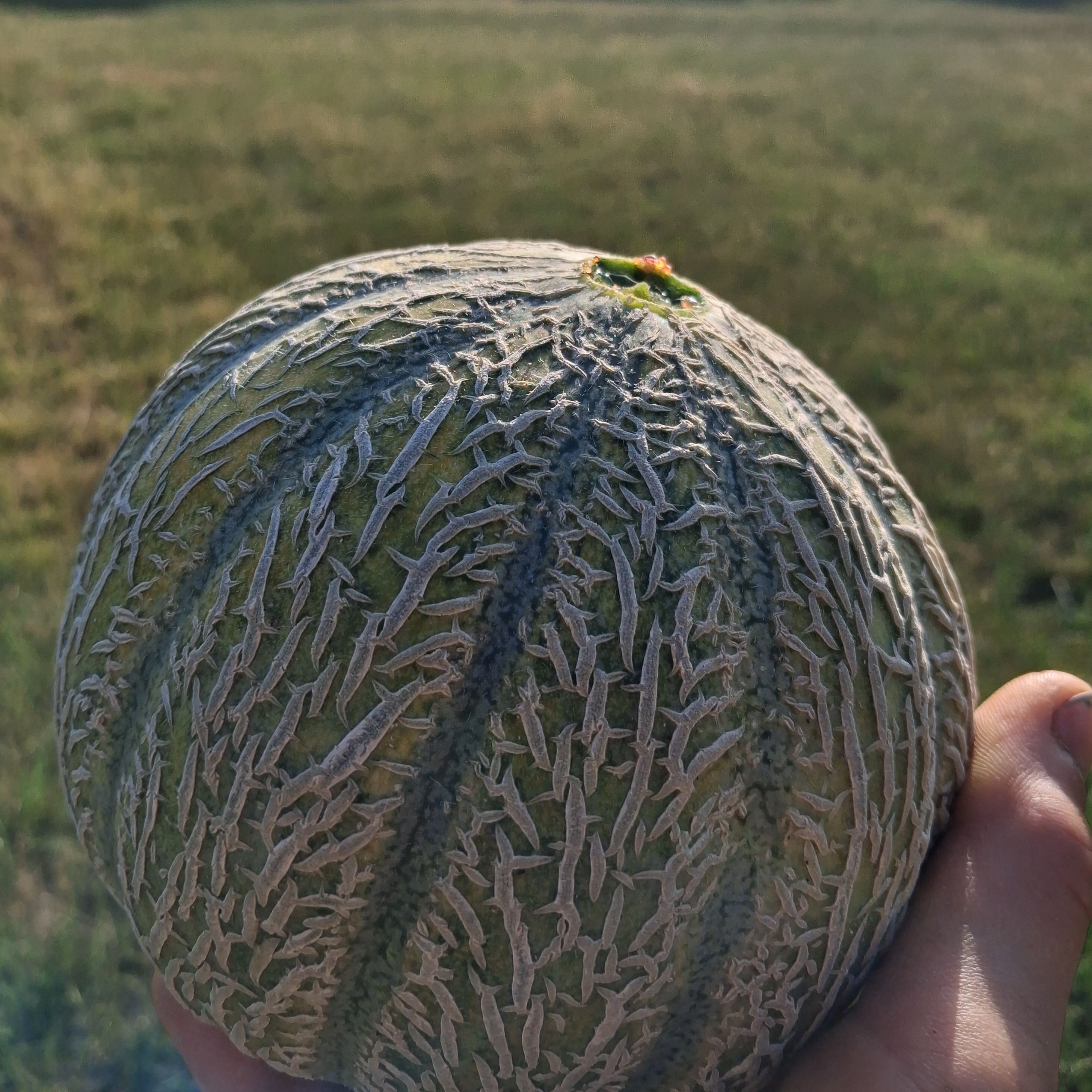 Melon Type Charentais - 1kg