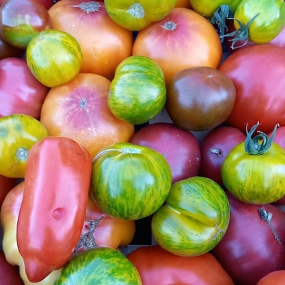 Tomate mélange variétés anciennes 1 kg
