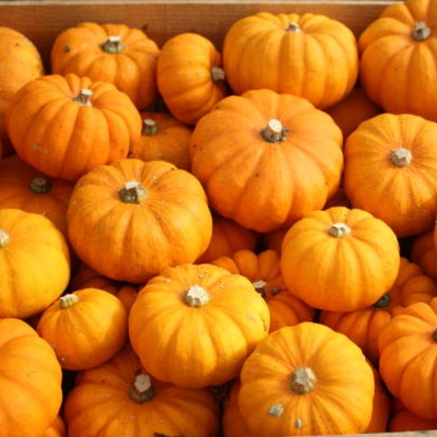 PLANT DE COURGE Jack Be Little