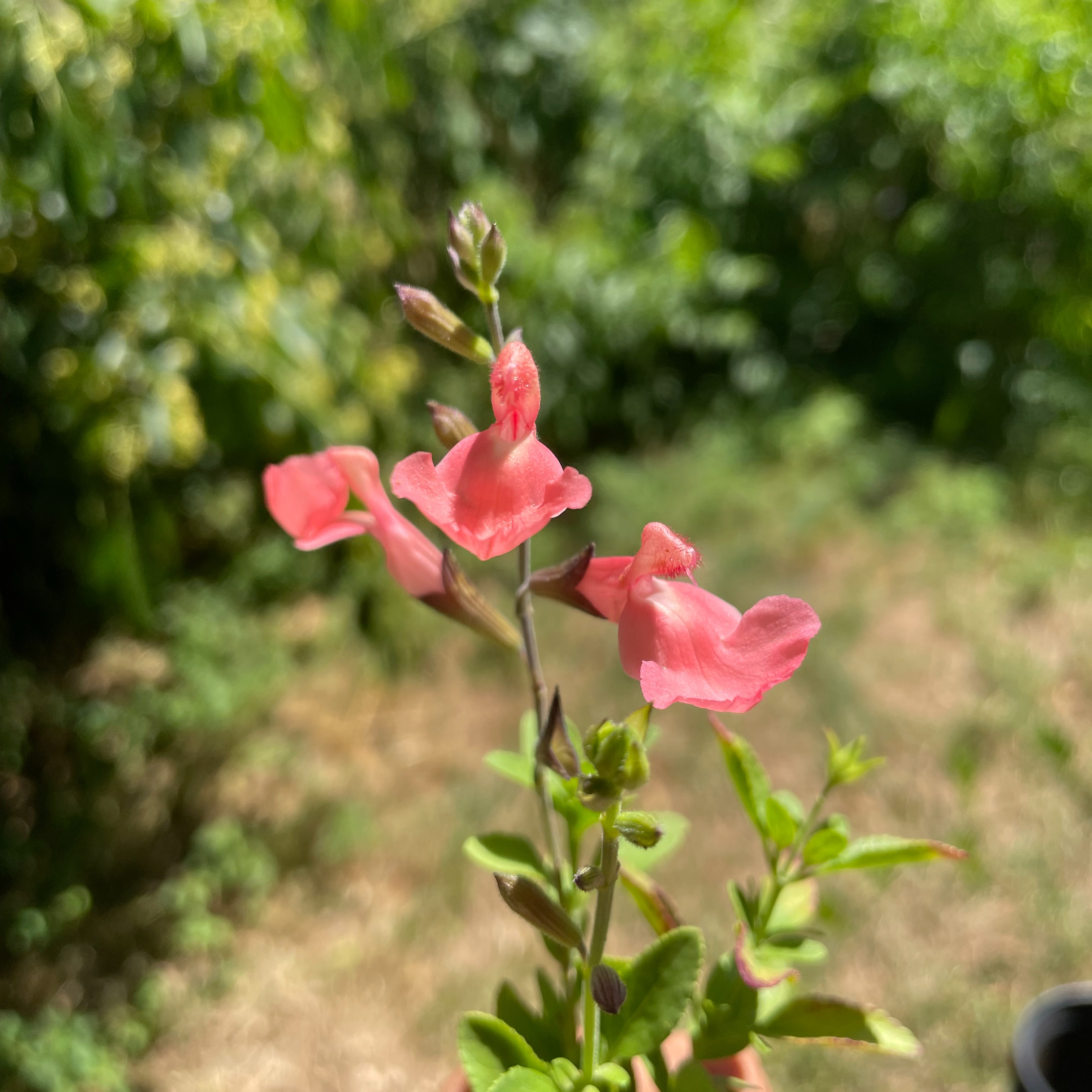 Salvia 'Salmon Dance'