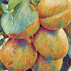 Abricot Polonais