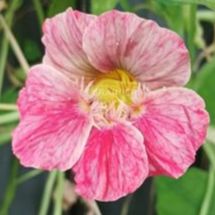 Capucine naine 'Ladybird rose' - godet 8 cm