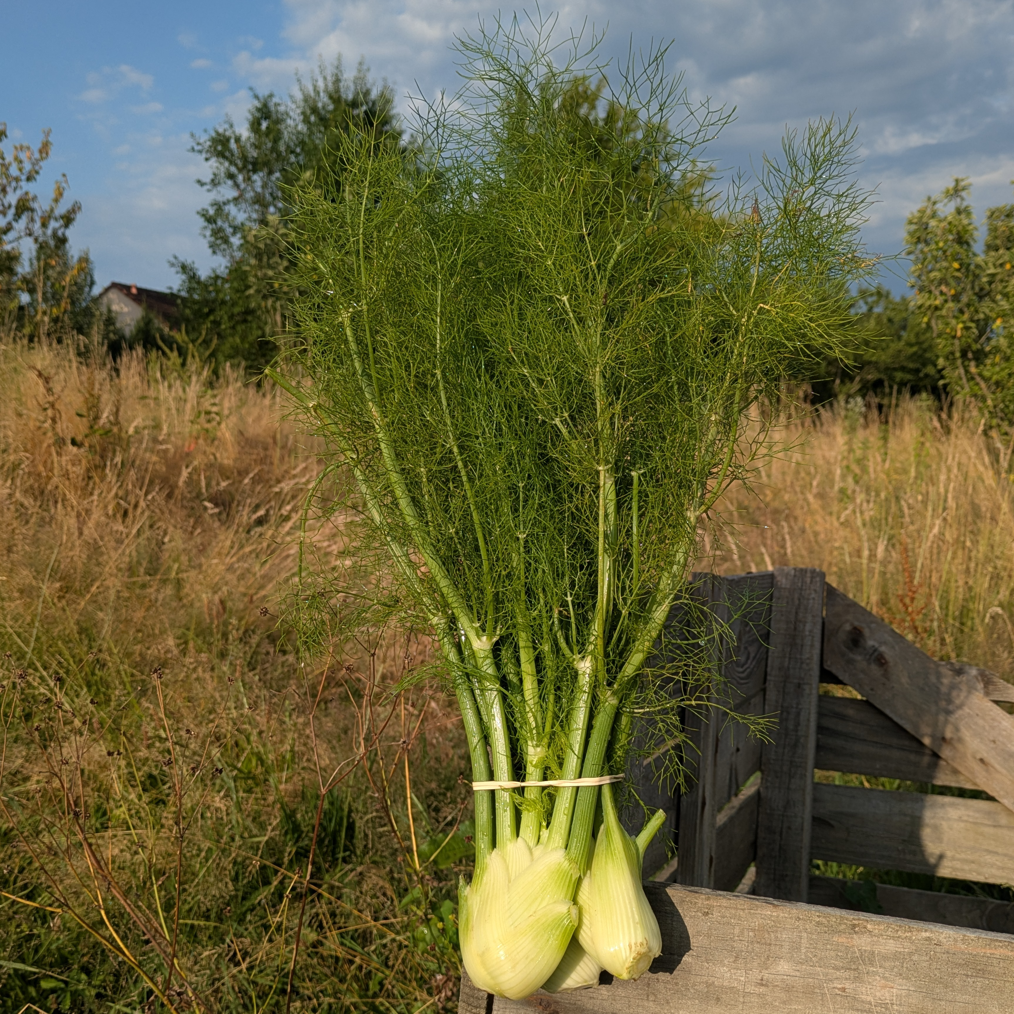 fenouil botte
