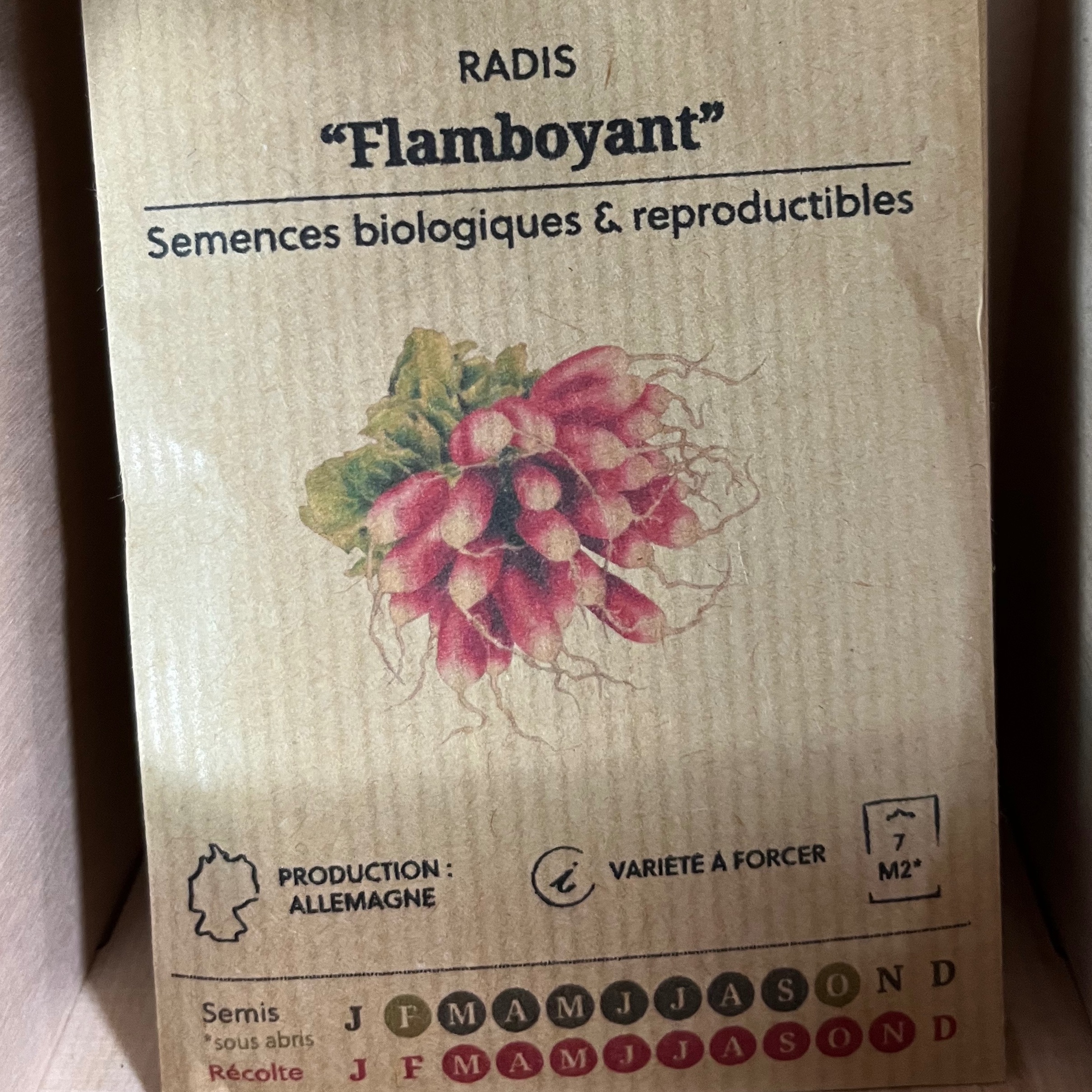 Radis "Flamboyant"