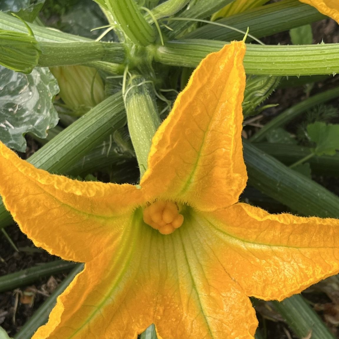 Courgette fleurs u