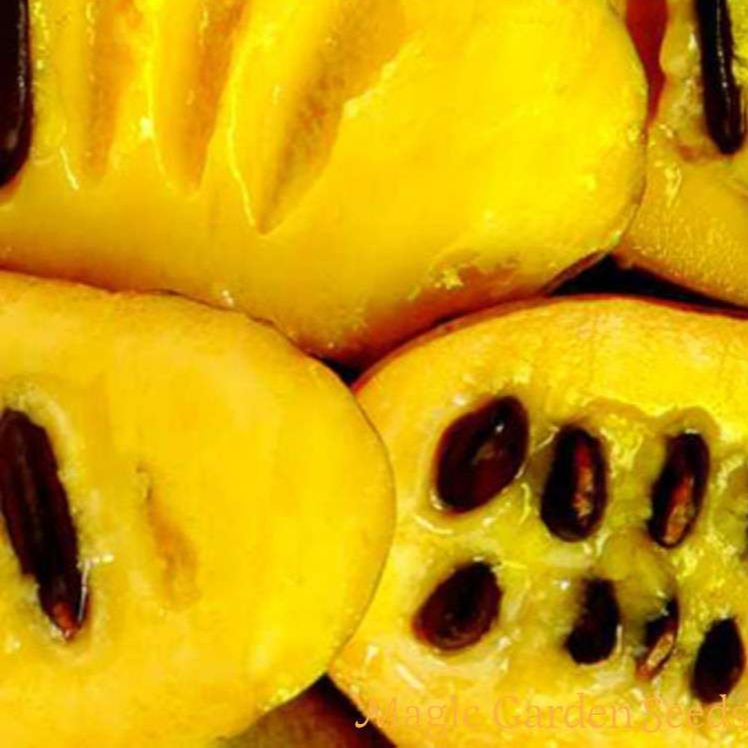 Asiminier sélectionné - pot 2,5L