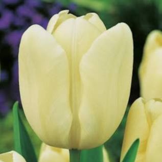 Tulipe Crème fraîche