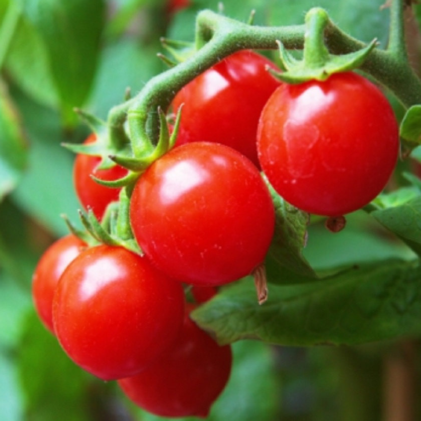 Tomate cerise ROUGE