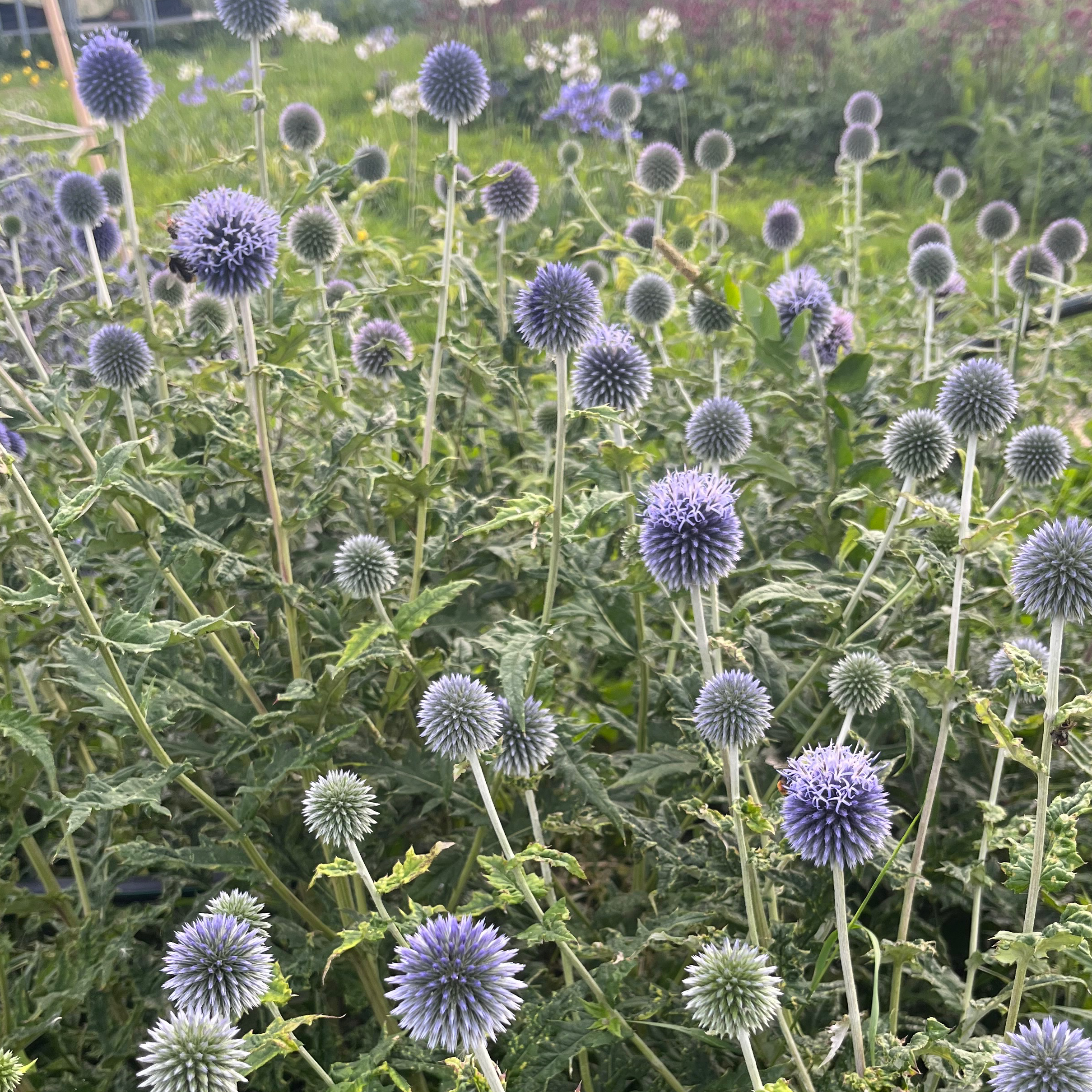 ECHINOPS