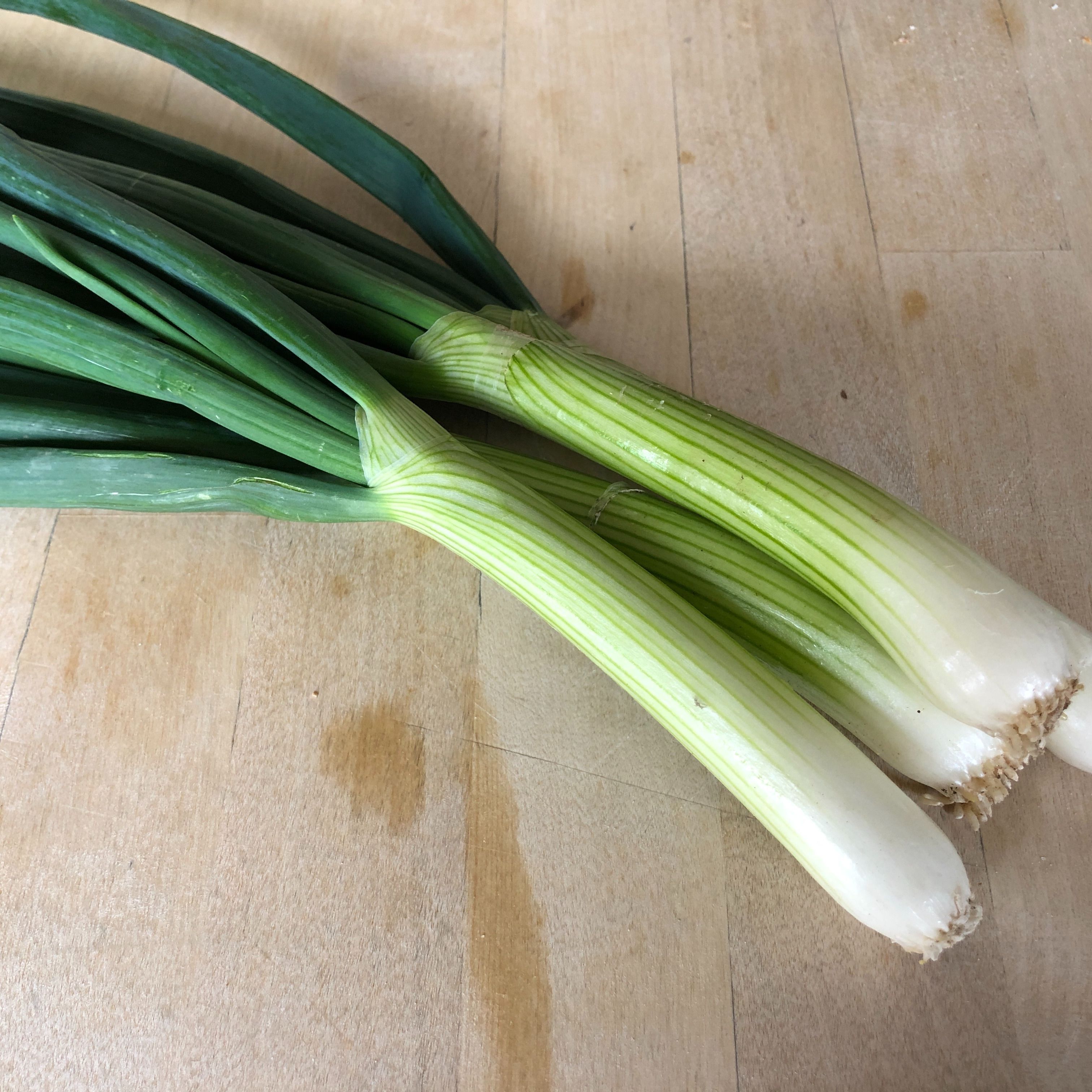 Cebette botte - 500g