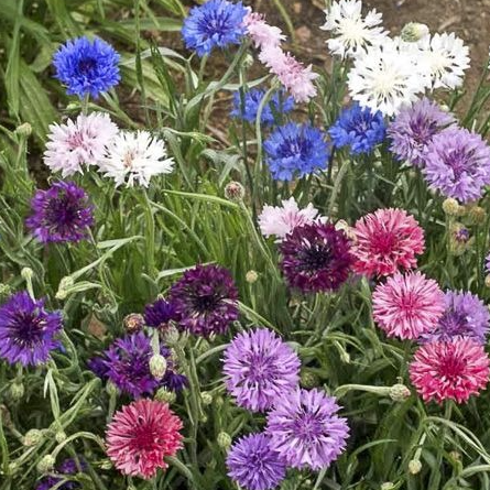 Fleurs de centaurée  mix couleurs (par 20)