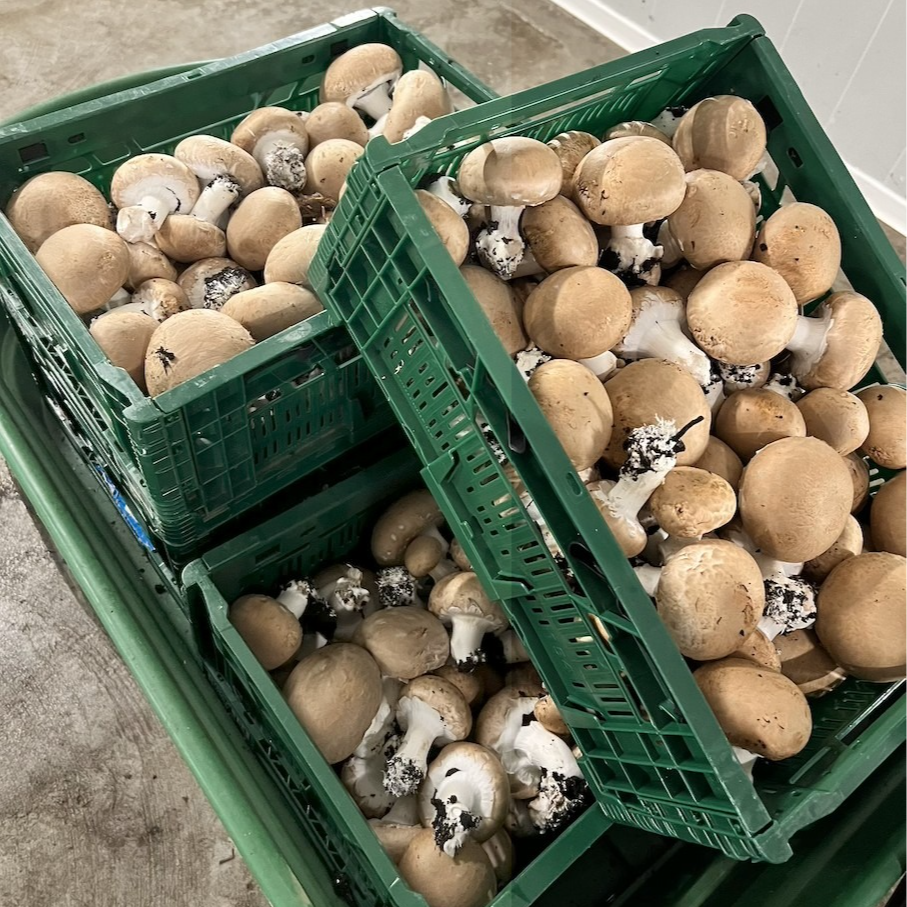 Champignons de Paris Bruns