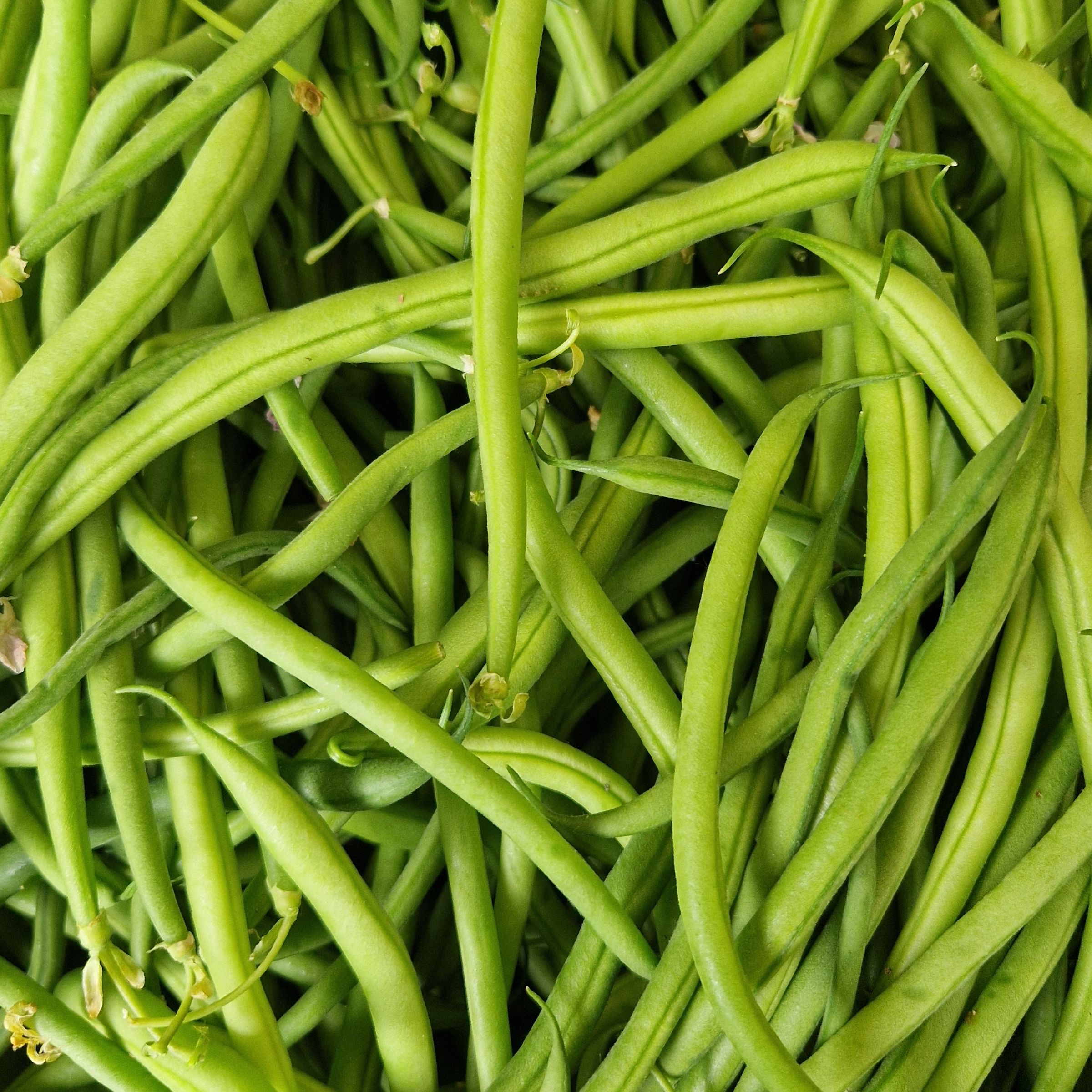 HARICOT VERT
