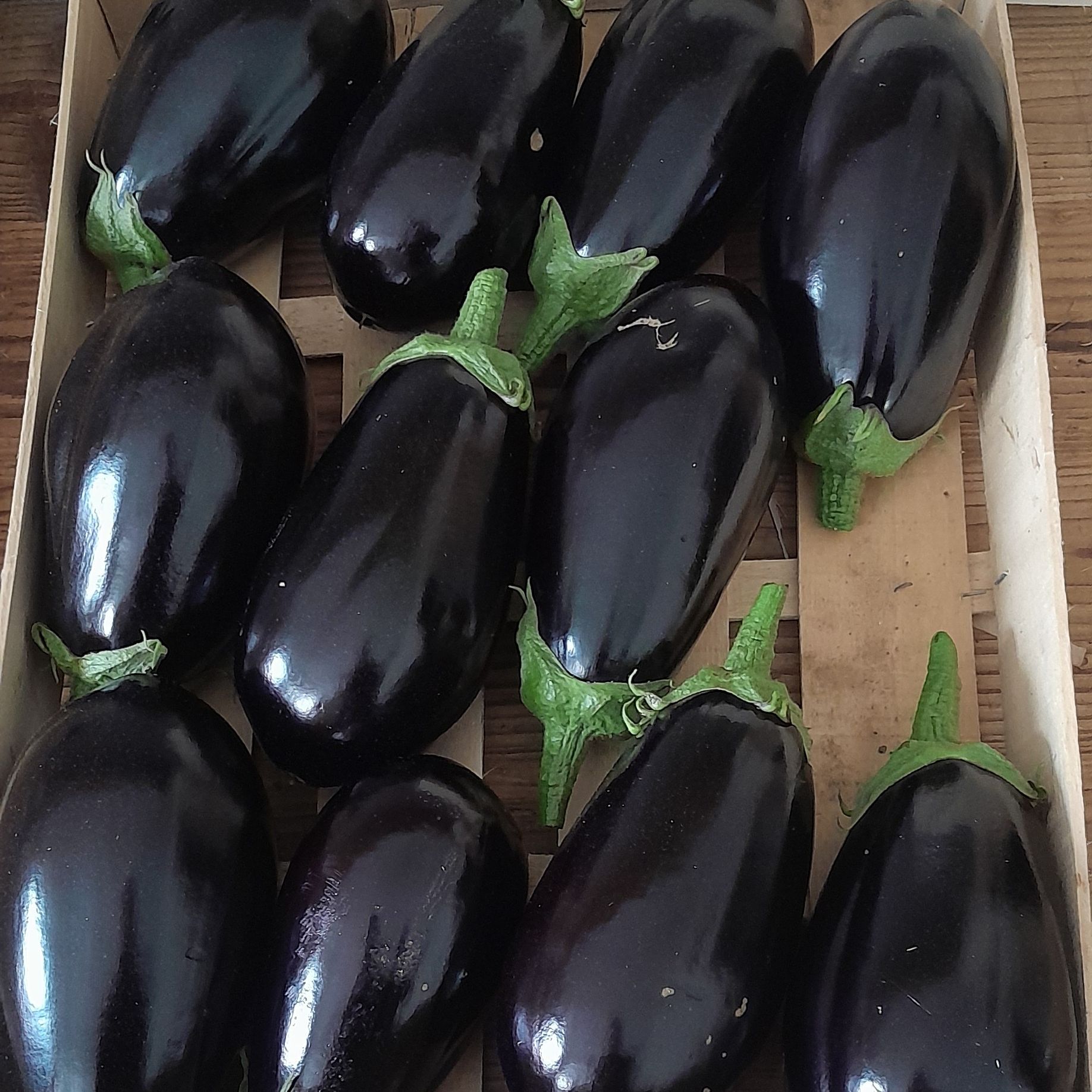 Aubergine