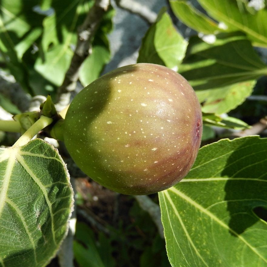 Figuier (Ficus carica) 'Madeleine des 2 saisons'