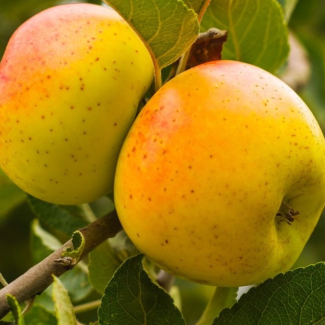 POMME REINETTE CLOCHARD