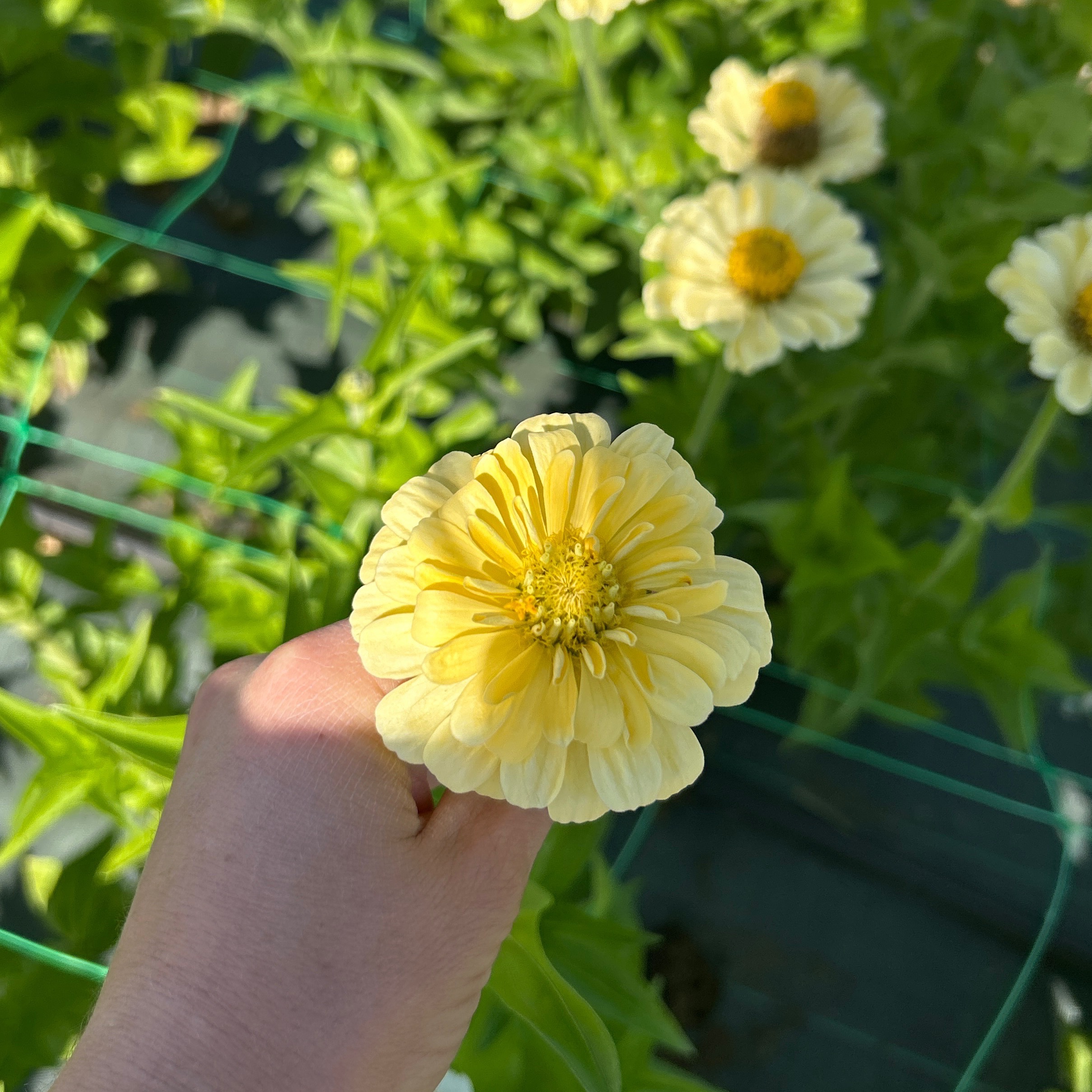 Zinnias beurre simples ou doubles