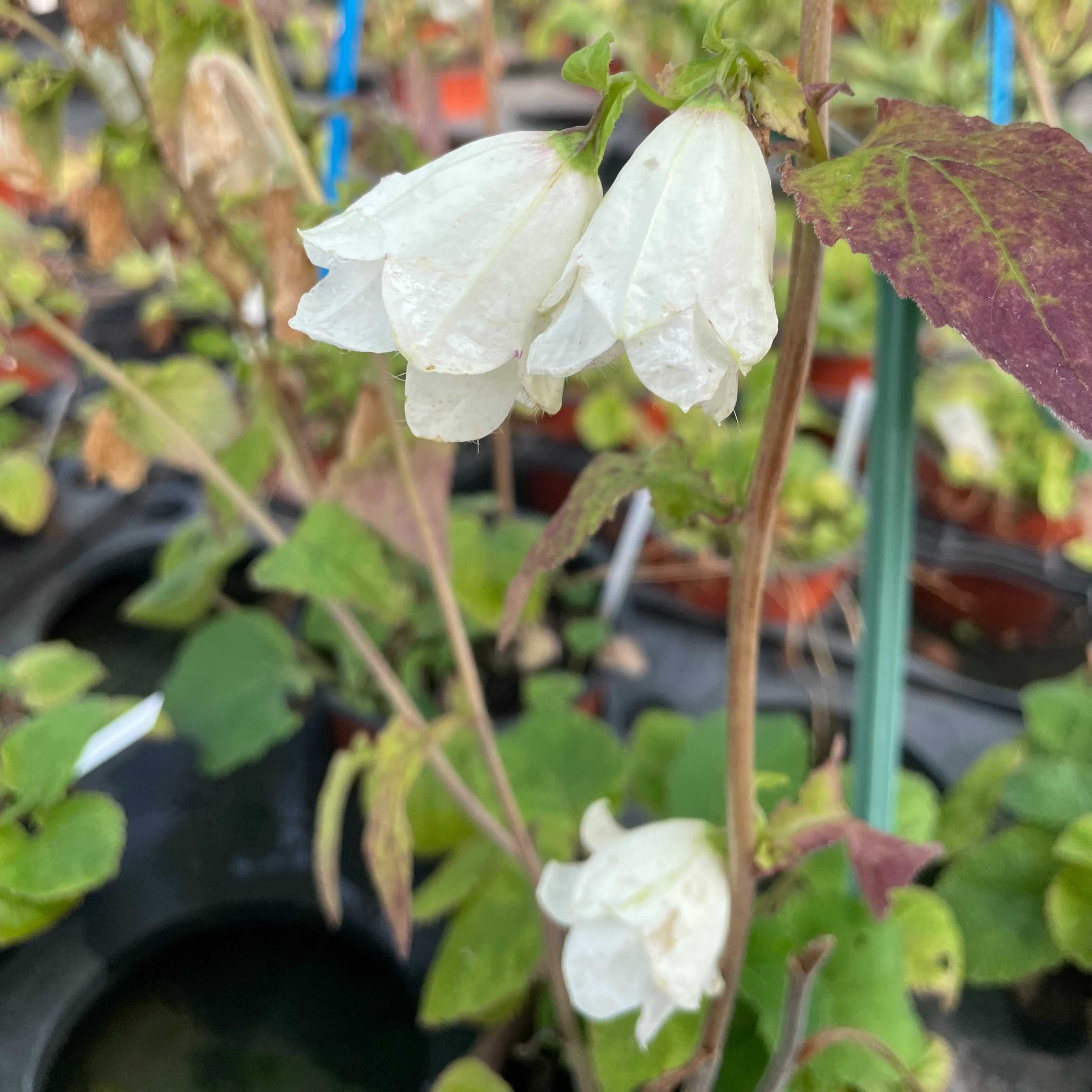 Campanula 'Reitroch'