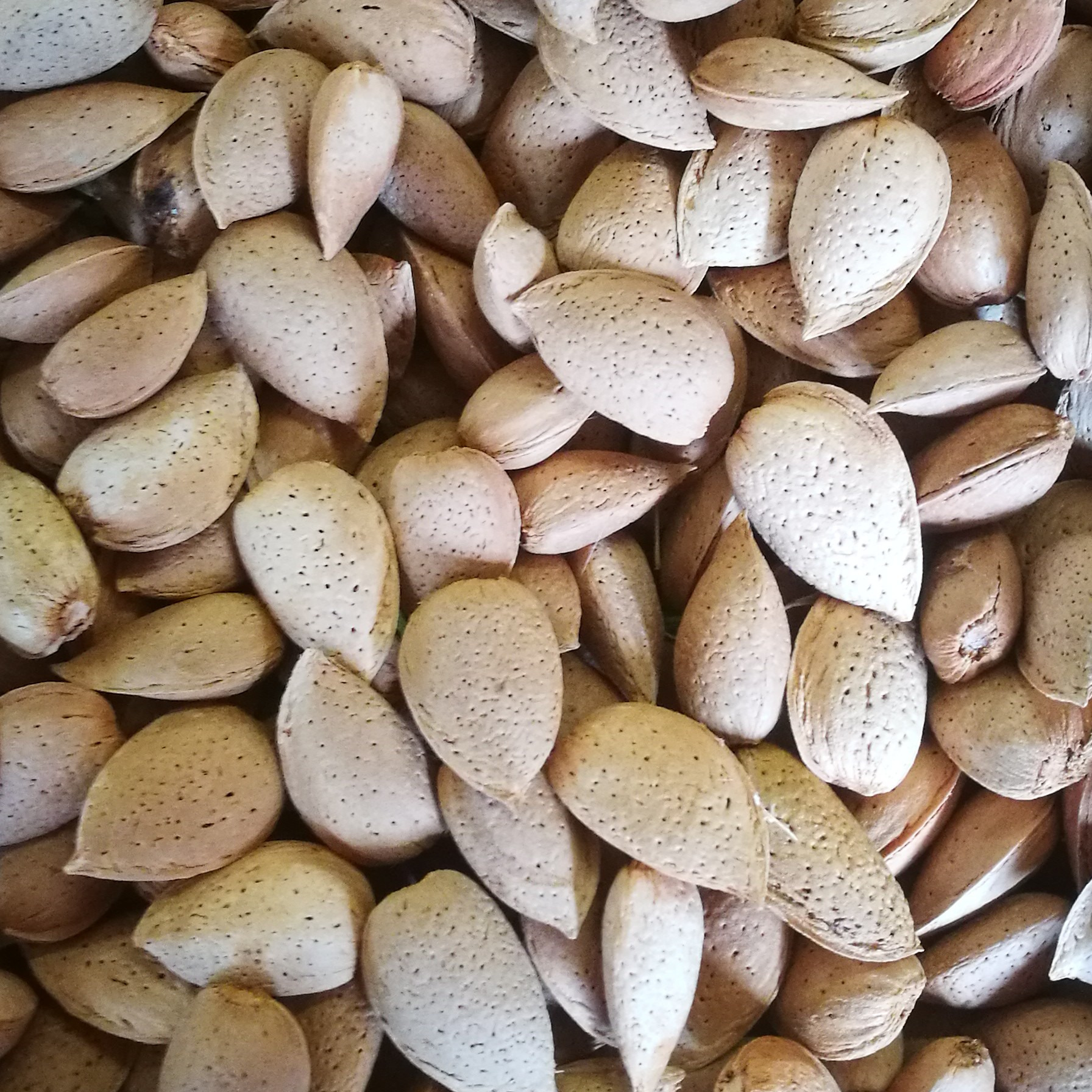 Amandes coques 300 gr