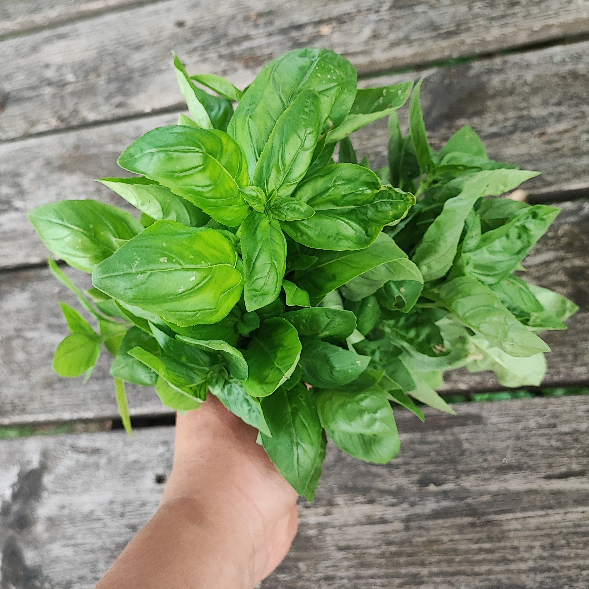 Basilic