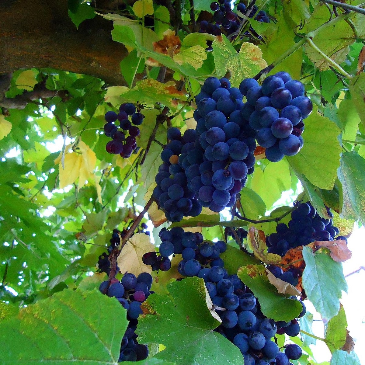 Vigne Américaine 'Othello' Pot 2L