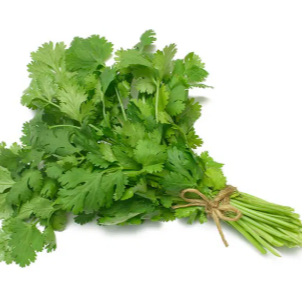 Coriandre