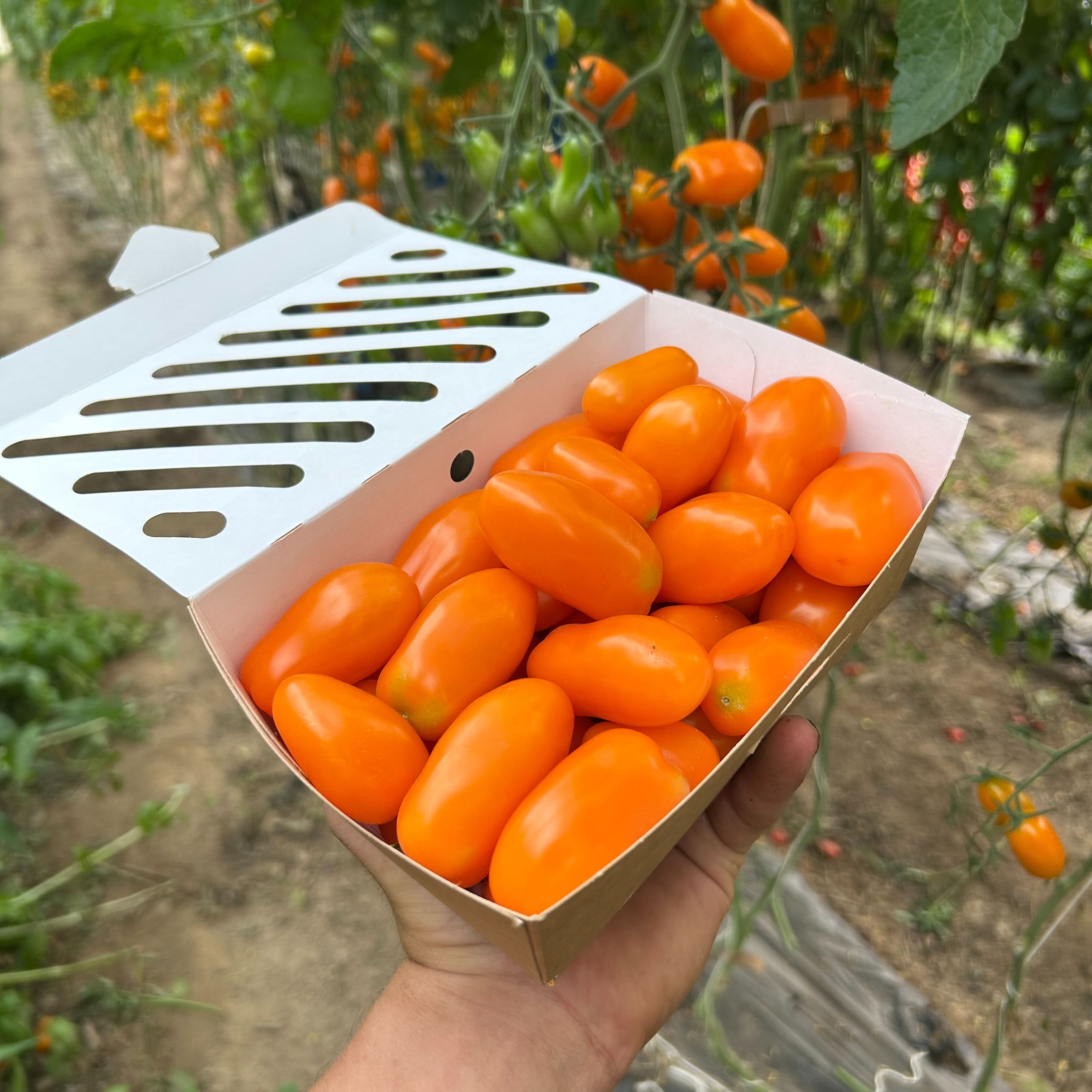 Tomates cerises orange