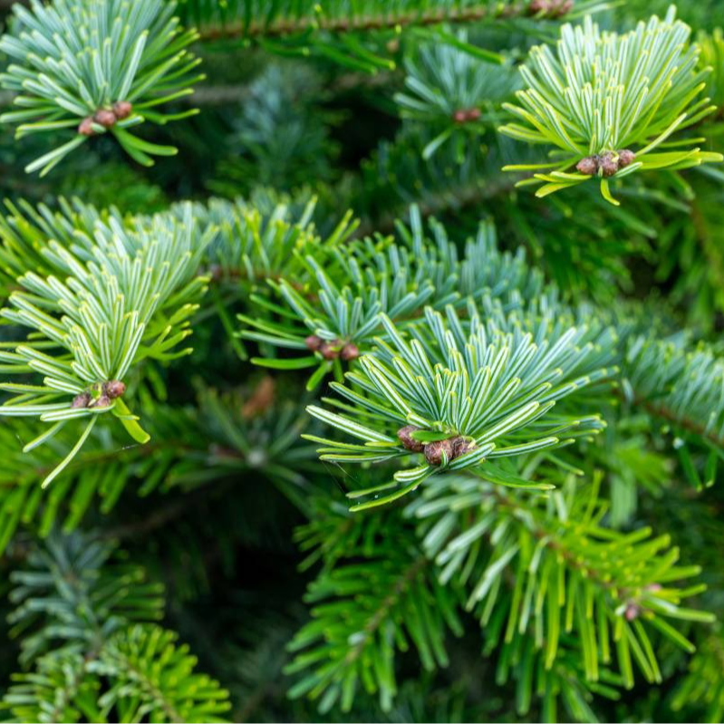 Sapin de Nordmann (par 10)