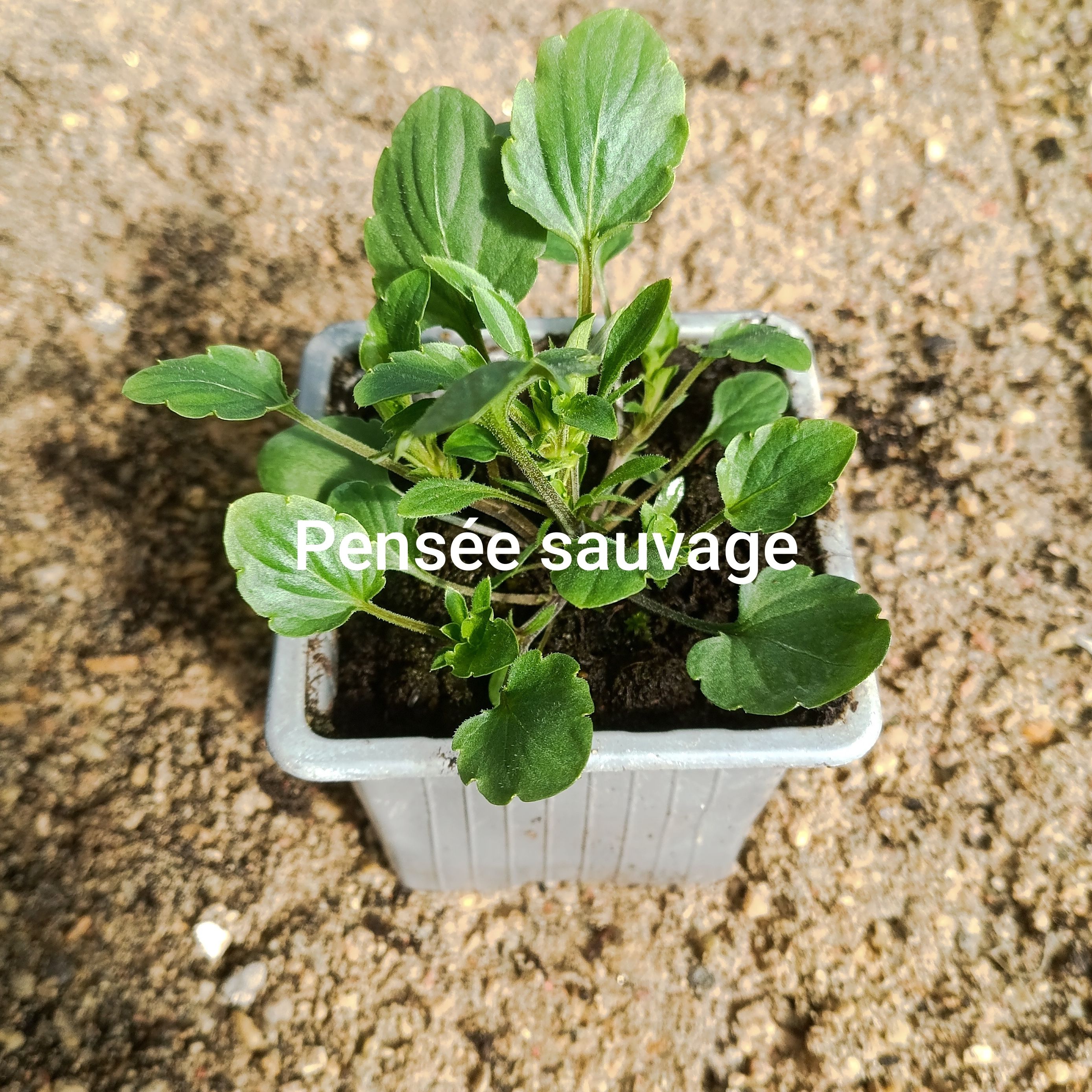 Plant fleur comestible - pensée sauvage