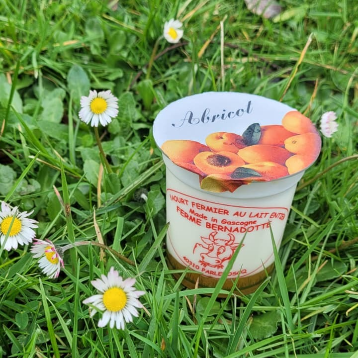 YAOURT SUR SON LIT D'ABRICOTS - 12cl