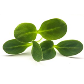 Micro-Pousse Bourrache - 20g