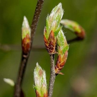 Extrait de bourgeons de charme - 50ml