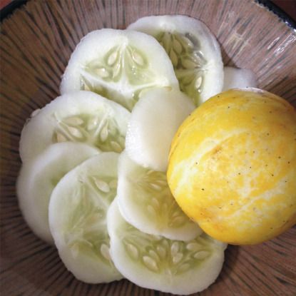 Concombre citron 🍋 / 500gr