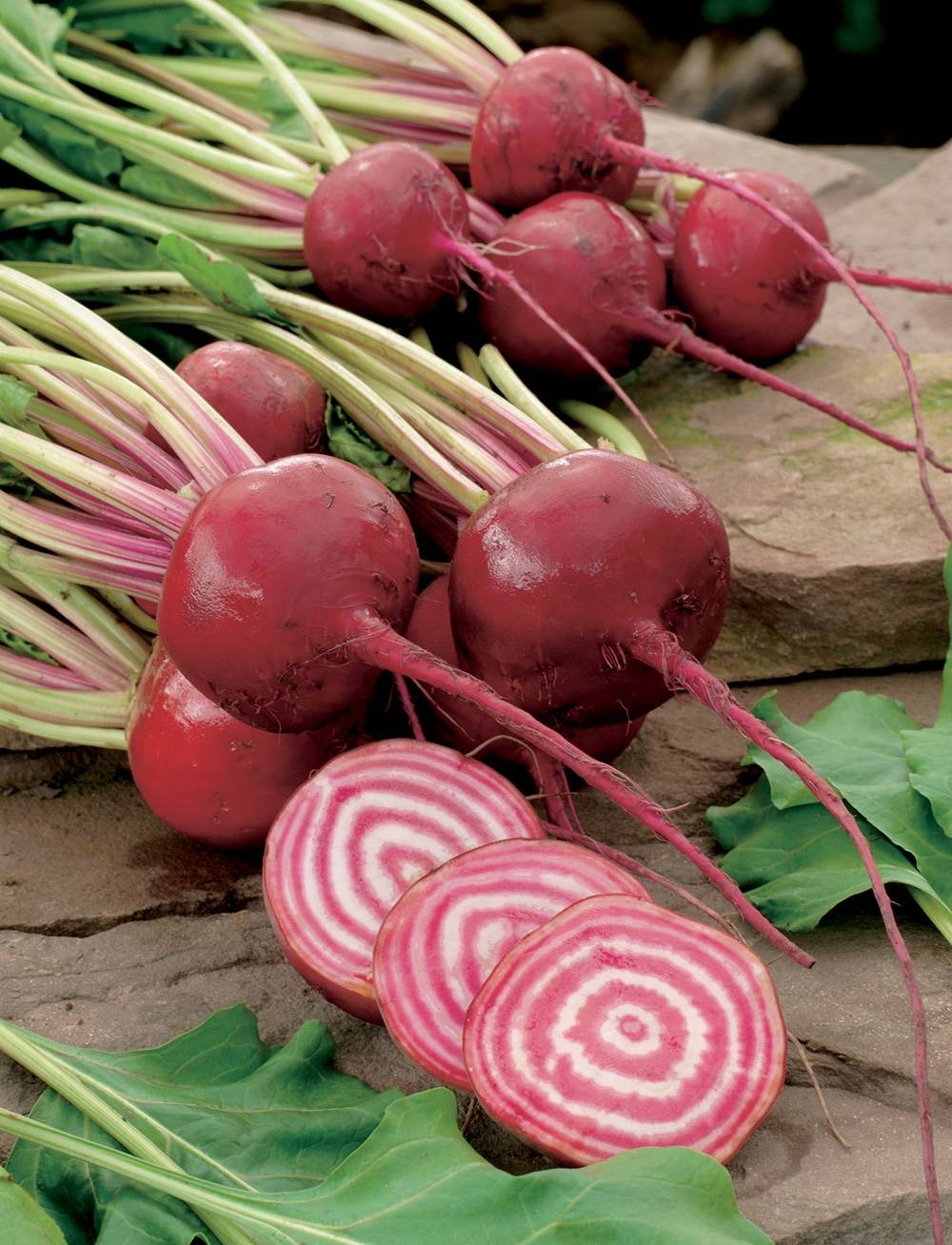 chioggia lot de 6